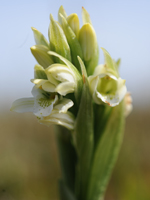 pale-yellow-orchid-head